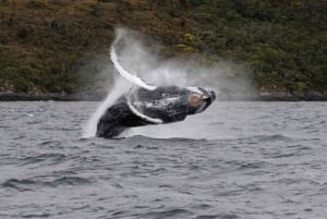 Wieloryby, pingwiny i lodowce Nawigacja z Punta Arenas