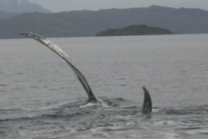 Balene, Pinguini e Ghiacciai Navigazione da Punta Arenas