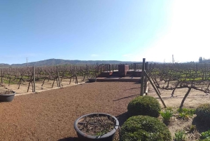 Casablanca Valley Private Wine Tour 3-Course Wine Pairing