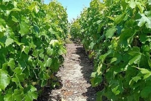 Private Weintour Ganzheitliches Erlebnis Viña Vik