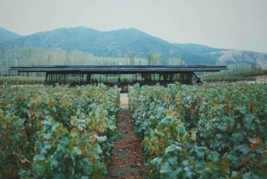 Private Weintour Ganzheitliches Erlebnis Viña Vik