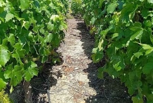 Private Weintour Ganzheitliches Erlebnis Viña Vik