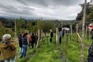 Tour de vinhos com degustação na primeira adega de Pucón