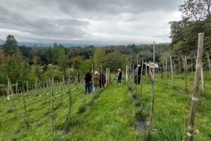 Tour de vinhos com degustação na primeira adega de Pucón