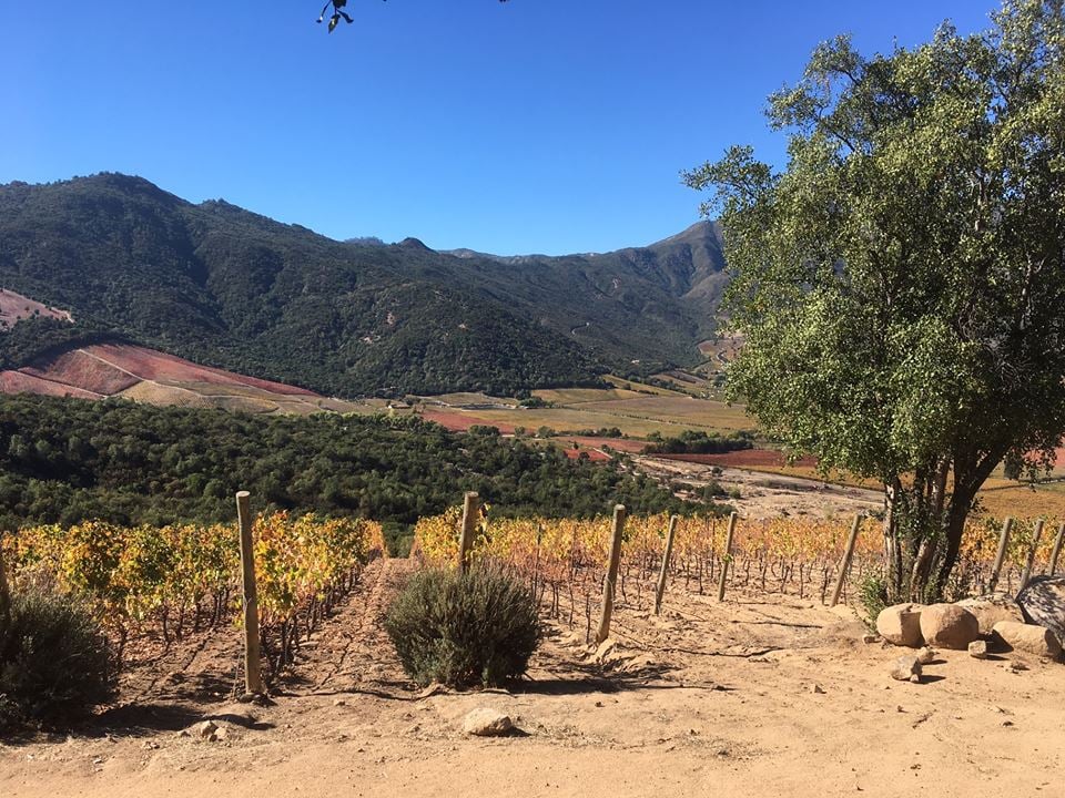 The best wineries in Chile