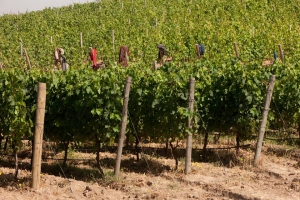 Lapostolle Winery