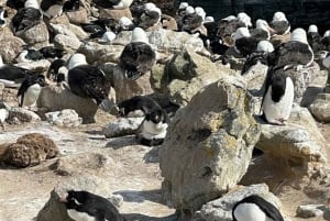 Private Day Tour Petrohue Falls & Lake Todos Santos