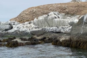 Private Day Tour Petrohue Falls & Lake Todos Santos