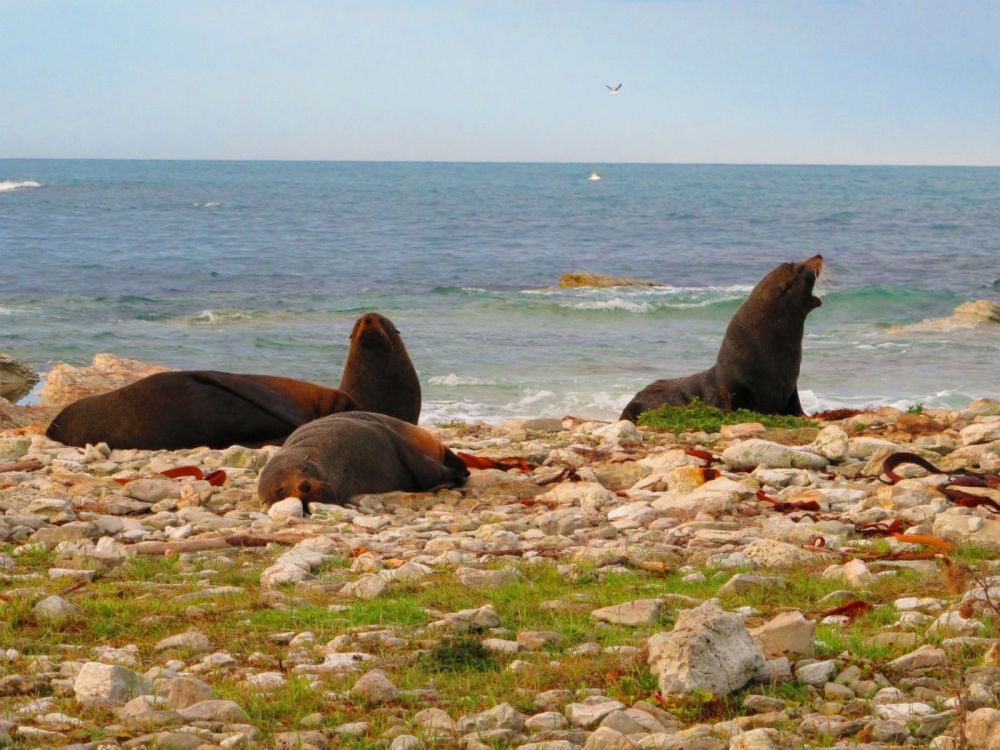 Seal Colony