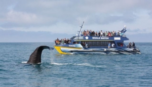 Whale Watch Kaikoura