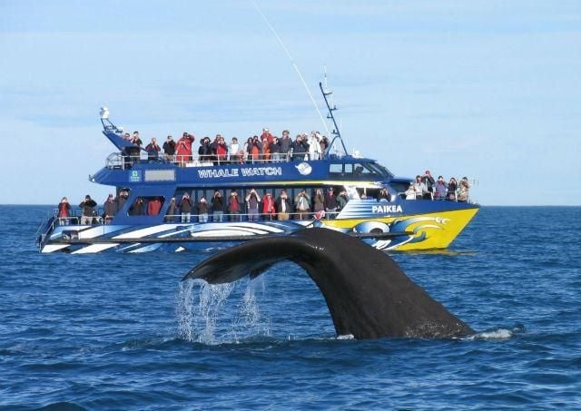 Credit: Whale Watch Kaikoura