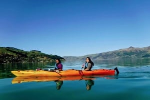 Akaroa: Akaroa Marine Reserve Havkajak-tur