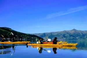 Akaroa: Akaroa Marine Reserve Havkajak-tur