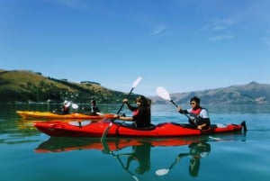 Akaroa: Akaroa Marine Reserve Havkajak-tur