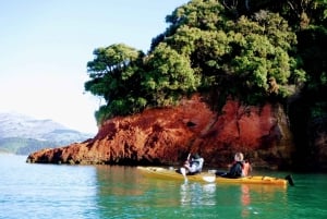 Akaroa: Akaroa Marine Reserve Havkajak-tur