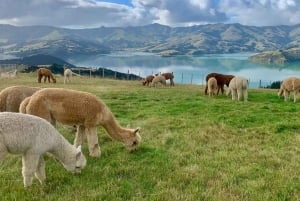 Akaroa Day Tour From Christchurch