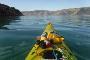 Akaroa: Guided Sea Kayaking Safari at Sunrise