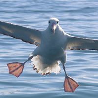 Albatross Encounters Kaikoura