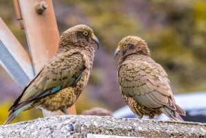 Arthur's Pass Tour vanuit Christchurch via CHC-GRZ TranzAlpine