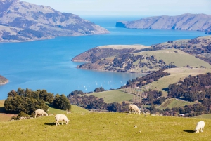 Christchurch: Akaroa and Banks Peninsula Day Trip