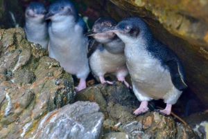 Christchurch: Akaroa & Banks Peninsula Wild Penguin Eco-Tour