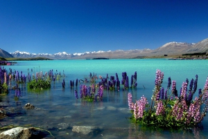 Christchurch : Aoraki/Mt Cook Day Trip with Trotts Garden