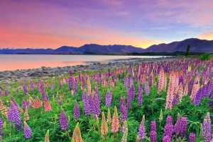 Christchurch : Aoraki/Mt Cook Day Trip with Trotts Garden