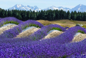 Christchurch : Aoraki/Mt Cook Day Trip with Trotts Garden