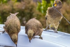 Christchurch: tour privado al Paso de Arthur y Castle Hill
