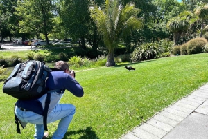 Christchurch City Top Spots Wycieczka półdniowa (wycieczka w małej grupie)