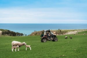 Christchurch: Exclusive Sheep Farm Tour with Lunch &Winery