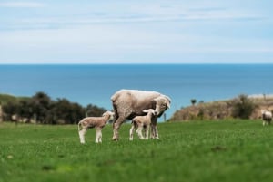 Christchurch: Exclusive Sheep Farm Tour with Lunch &Winery