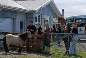 Christchurch: Exclusive Sheep Farm Tour with Lunch &Winery