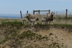 Christchurch: Exclusive Sheep Farm Tour with Lunch &Winery