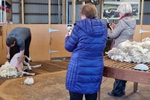 Christchurch: Exclusive Sheep Farm Tour with Lunch &Winery