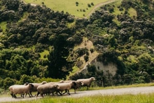 Christchurch: Exclusive Sheep Farm Tour with Lunch &Winery