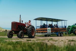 Christchurch: Exclusive Sheep Farm Tour with Lunch &Winery