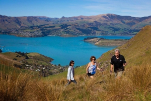 Christchurch: Half-Day Crater Rim Walk with Local Guide