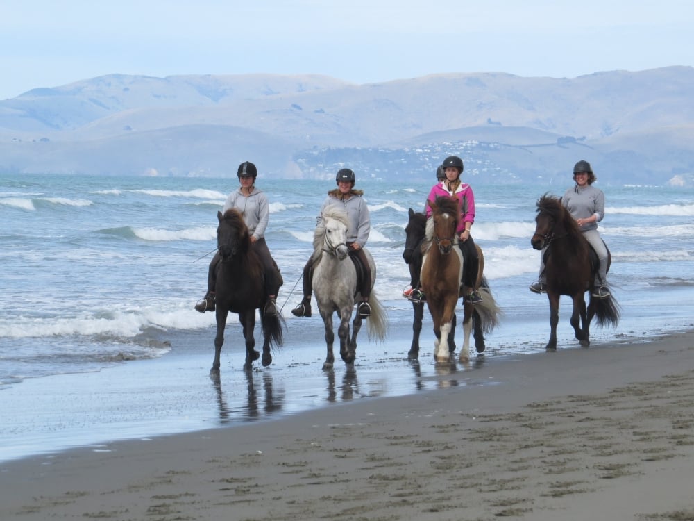 Christchurch IJslandse Paardentochten