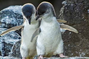 Christchurch International Antarctic Center Entry Tickets