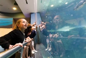 Biglietti d'ingresso per il Christchurch International Antarctic Centre