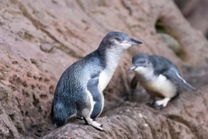 Biglietti d'ingresso per il Christchurch International Antarctic Centre