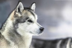 Biglietti d'ingresso per il Christchurch International Antarctic Centre