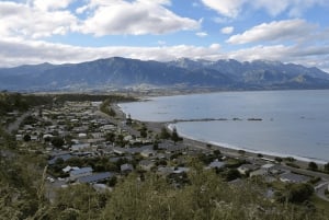 Christchurch : excursion d'une journée à Kaikoura avec prise en charge à l'hôtel