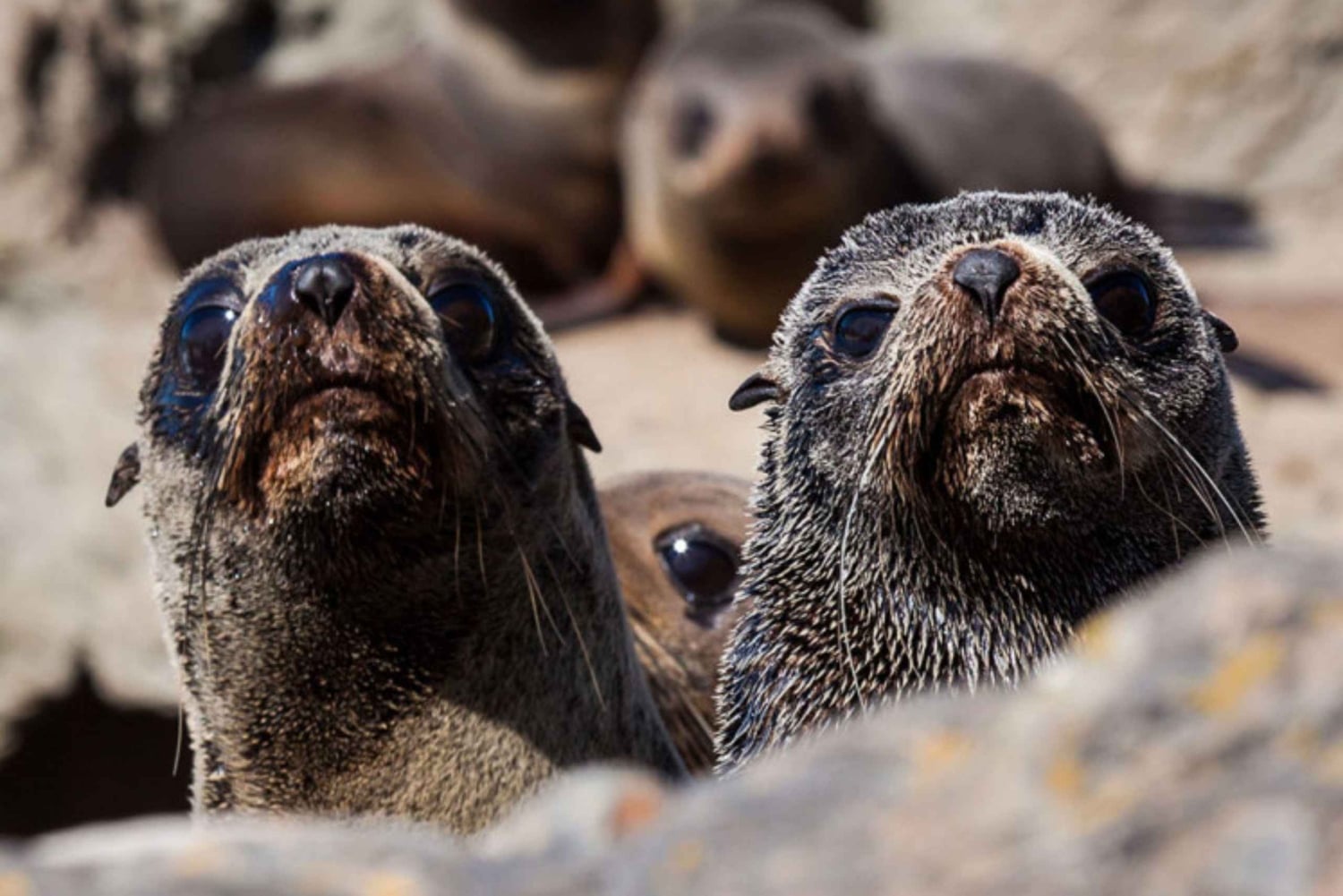 Крайстчерч: однодневная экскурсия с наблюдением за китами в Кайкуре