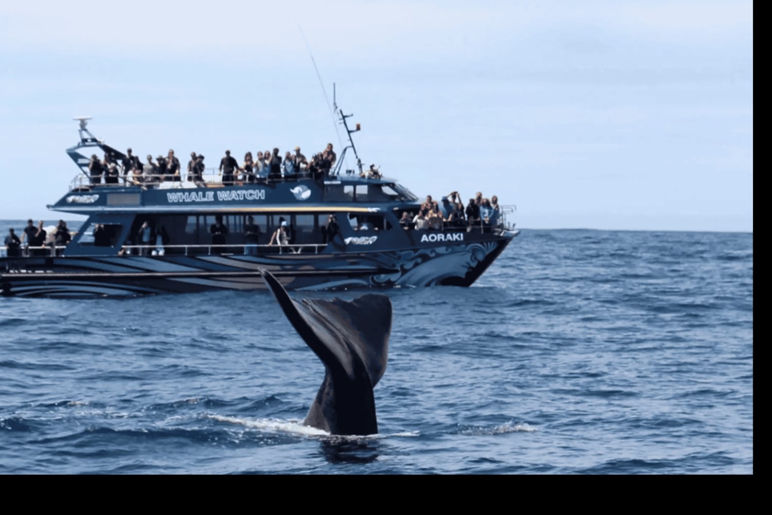 Крайстчерч: однодневная экскурсия с наблюдением за китами в Кайкуре
