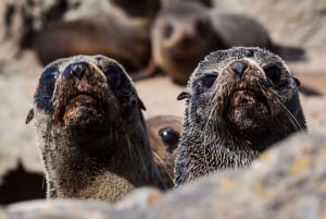 Крайстчерч: однодневная экскурсия с наблюдением за китами в Кайкуре