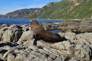 Крайстчерч: однодневная экскурсия с наблюдением за китами в Кайкуре