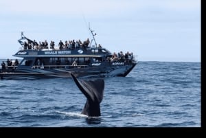 Крайстчерч: однодневная экскурсия с наблюдением за китами в Кайкуре