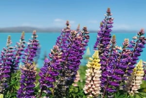 Christchurch: Mt Cook & Lake Tekapo – pienryhmämatkapäivä